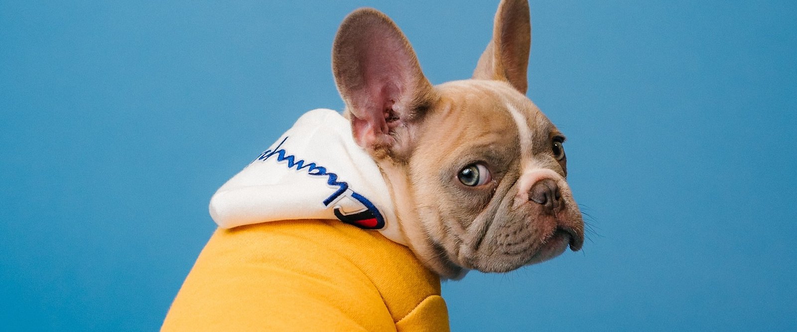 Bulldog francés con buzo amarillo sobre fondo azul